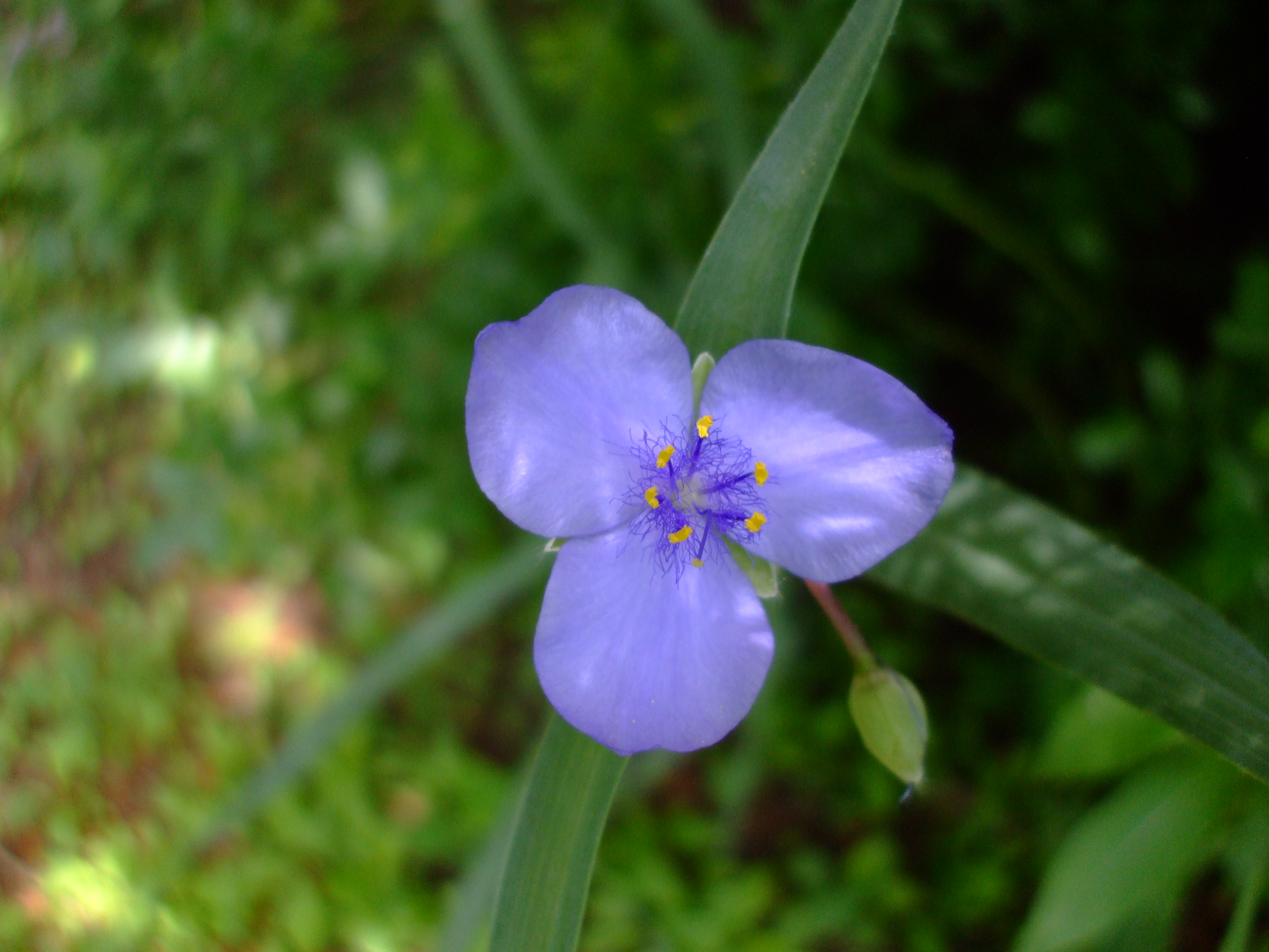 Tradescantia ohiensis